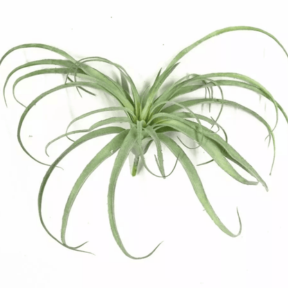 Artificial Air Plant
