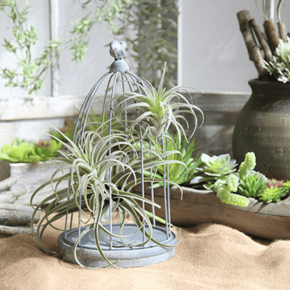 Artificial Air Plant