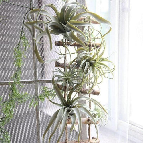 Artificial Air Plant