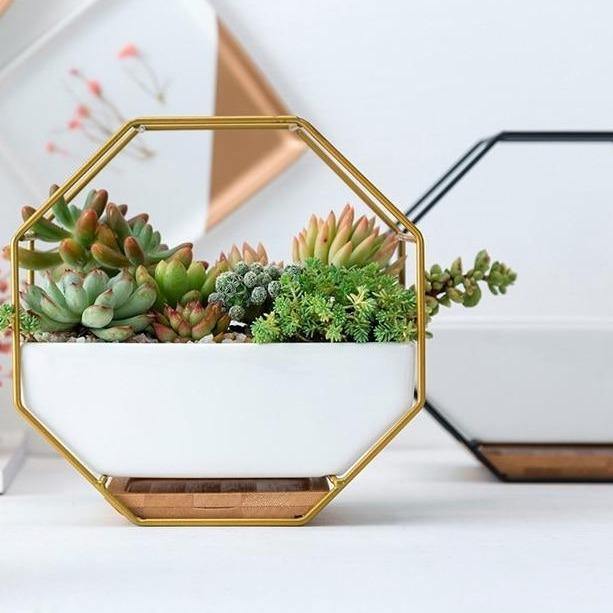 Hexa Frame Wall Planter